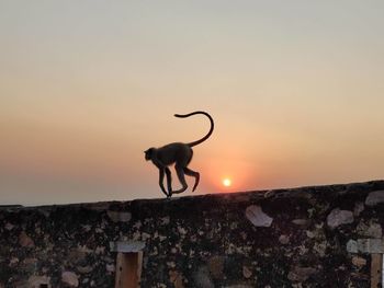 Horse standing on retaining wall