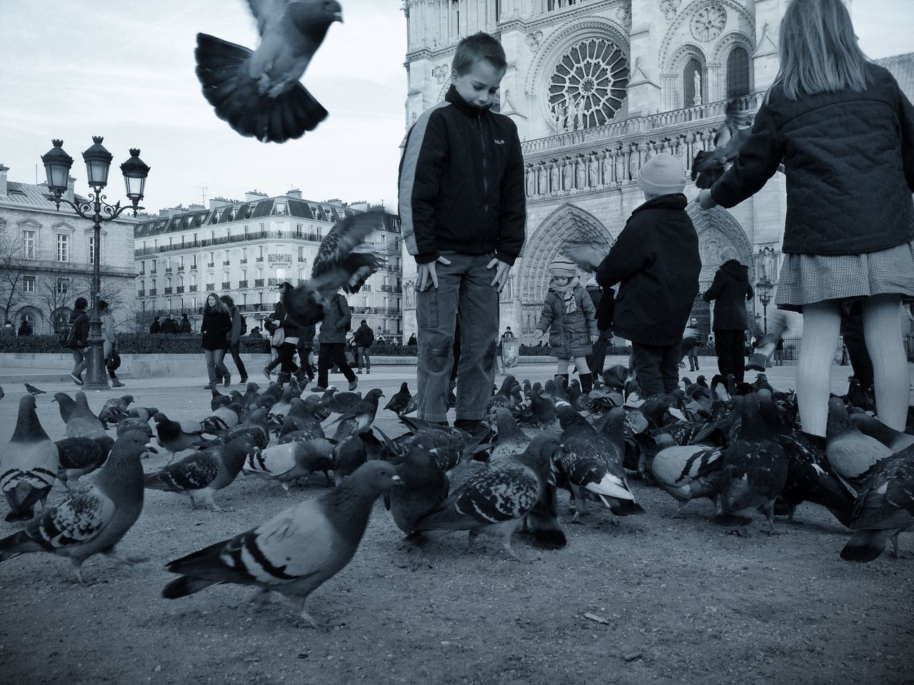 bird, large group of people, animal themes, men, person, lifestyles, walking, leisure activity, street, full length, togetherness, built structure, animals in the wild, casual clothing, architecture, city life, wildlife, pigeon