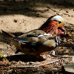 Close-up of a bird