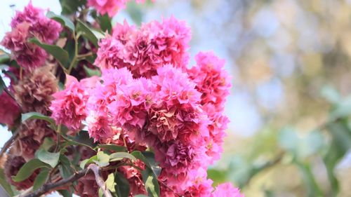 Close-up of pink flowering plant