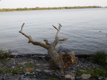 Bare tree on lakeshore