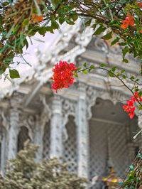 Low angle view of red flowering plant against building