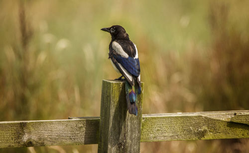 Close-up of bird perching on wooden post