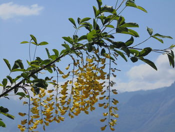 Low angle view of flowering plant against sky