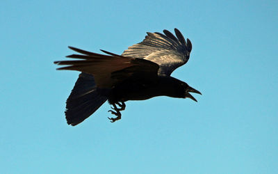 Low angle view of bird flying against blue sky