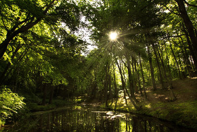 Sunlight streaming through trees in forest