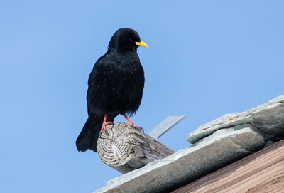 Bird perching on feeder