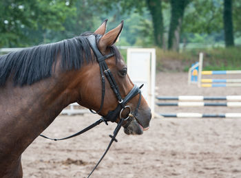 Portrait photograph of a horse while grazing in the pasture