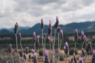 Close-up of purple flowering plants on field against sky