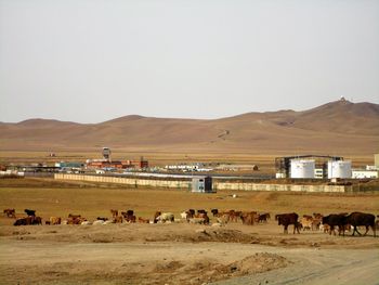 Flock of sheep on a land
