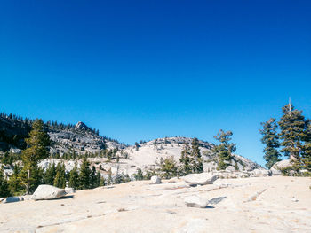 Trees on landscape against clear blue sky