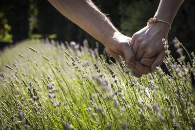 Close-up of hand touching plant on field