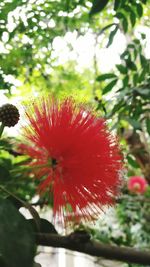 Close-up of red flower against blurred background