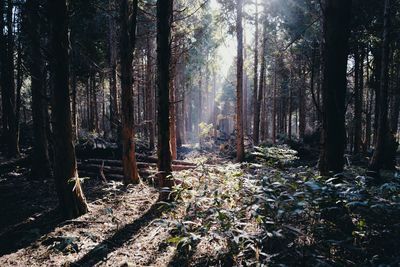 Trees in forest