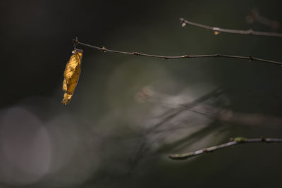 Close-up of plant