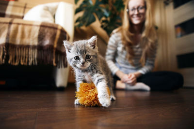 Homemade scottish straight kitten is playing