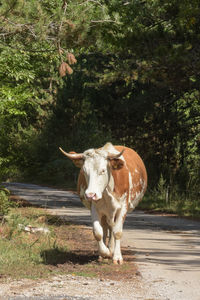 Cow standing in a farm