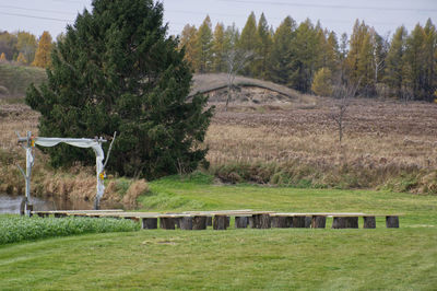 Scenic view of trees on field