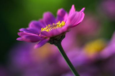 Close-up of insect on flower