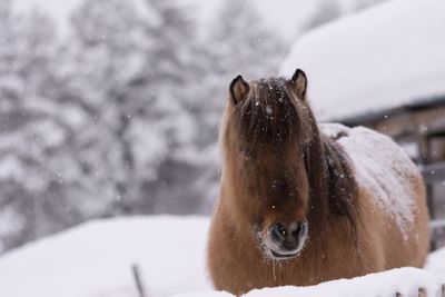 Portrait of horse in snow