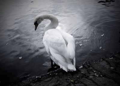 Close-up of swan swimming in lake