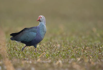 Grey-headed swamphen in wetland 