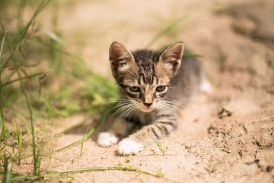 Portrait of kitten