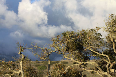 Trees on field against sky