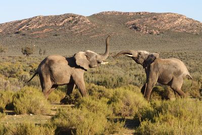 Elephant on mountain against sky