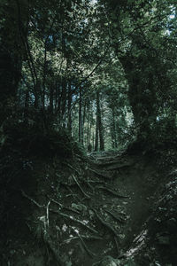 Trees growing in forest