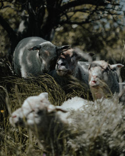 View of sheeps in the ground