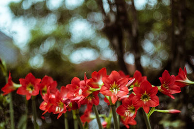 Close-up of flowers blooming outdoors