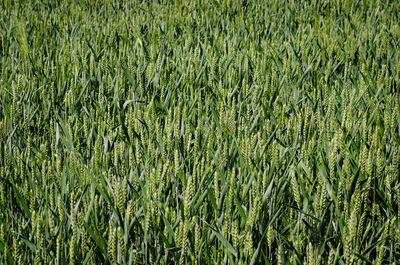 Full frame shot of corn field