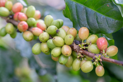 Close-up of fruits growing on tree