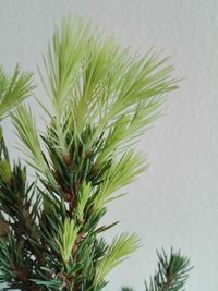 Close-up of pine tree