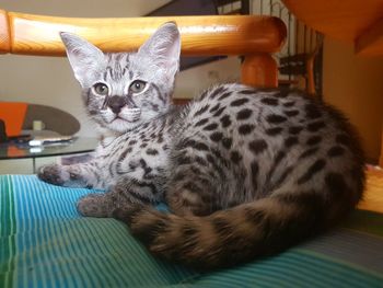 Portrait of f1 savannah kitten relaxing at home