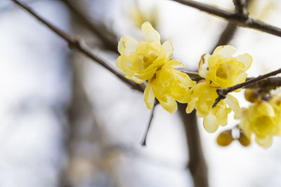 Close-up of yellow flowering plant