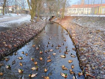 Surface level of fallen leaves