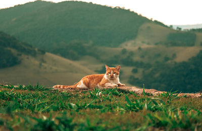 Cat resting on a field