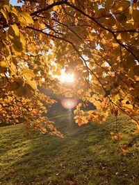 Sunlight streaming through tree during autumn