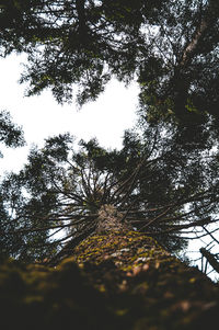 Low angle view of trees in forest