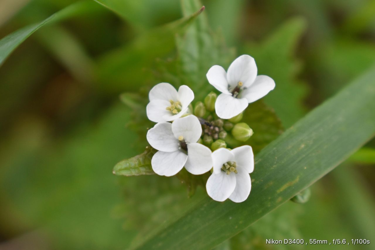 CLOSE-UP OF WHITE FLOWERS BLOOMING