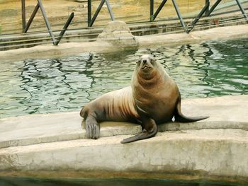 Sea lion in a zoo