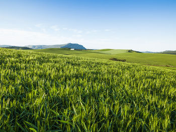 Agricultural landscape in ardales, malaga, spain