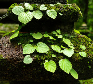 Close-up of green leaves