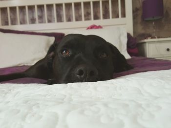 Close-up of a dog resting