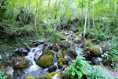 Stream flowing through rocks in forest