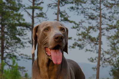 Close-up of weimaraner