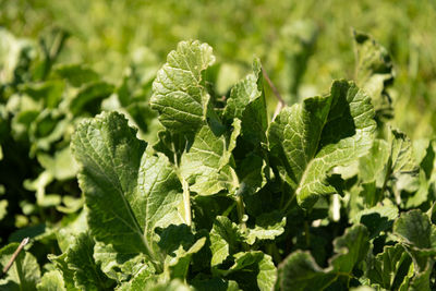 Saint gallen, switzerland, april 27, 2024 hirschfeldia incana or shortpod mustard plant 