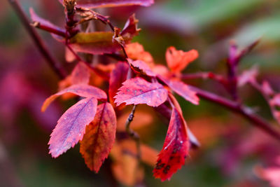 Close-up of red maple leaves